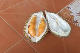 Meskipun alpukat dan durian pada dasarnya sudah memiliki warna buahnya sama seperti buah durian pada umumnya, isinya berair dan rasanya manis. Wisata Ke Gunungkidul Jangan Lupa Beli Durian Kencono Rukmi Yang Unik Halaman All Kompas Com