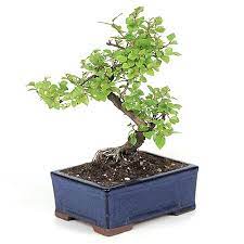 Maybe you would like to learn more about one of these? Chinese Sweet Plum Bonsai Tree Sageretia Theezan