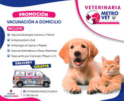 VETERINARIA MASCOTILANDIA