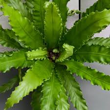 Image result for Asplenium buettneri