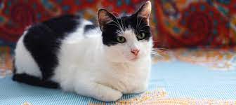 This is the junior period: Average Cat Weight Vs Healthy Cat Weight Litter Robot Blog