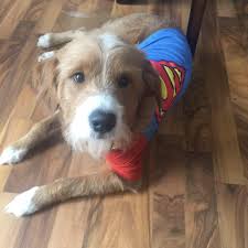 So raising them into happy, healthy labradoodle breed rescues. Florida Rehome Rescue Labradoodles Home Facebook