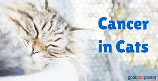 Smoking is the number one cause of lung cancer. Cancer In Cats Good Pet Parent