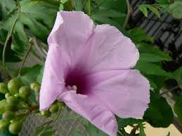 Image result for Ipomoea mauritiana