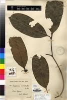 Image result for Hunteria umbellata