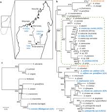 Image result for Aeschynomene sp. B