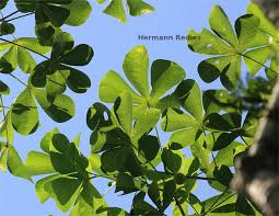 Image result for Manihot glaziovii