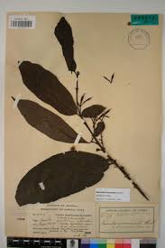 Image result for Massularia