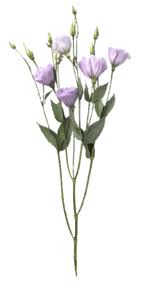 Check spelling or type a new query. Top 10 Der Schnittblumen Blumengeschaft Gartenbau Olten Aarau Lenzburg Zofingen
