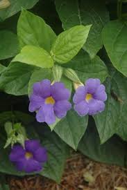 Image result for Thunbergia battiscombei