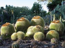 Photography Creative Use The Ruth Bancroft Garden Nursery Cactus Plants Cacti And Succulents Planting Succulents