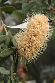 Image result for Boscia integrifolia