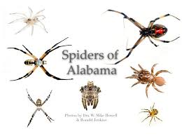 58 Spiders In Alabama You Should Know Garden Spider