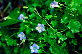 Image result for Wahlenbergia capillacea