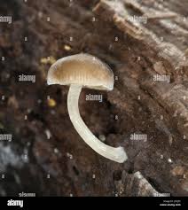 Image result for Simocybe centunculus