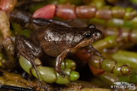 Image result for Micrococca capensis