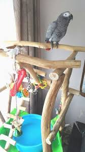 P349 千葉県 めいたんちゃん ヨウム 自然木バードジム ハッピーケースブログ版 インコ オウムなどの鳥かごカバー アクリルケース販売