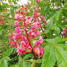 In devotion to her children, kate asked that in lieu of flowers, any desired contributions be made to a trust. Red Chestnut Flower Essence Over Concern For Others Saskia S Flower Essences