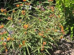 Milkweed Fall Plant Sale Check List Fall Plants Plant Sale Milkweed