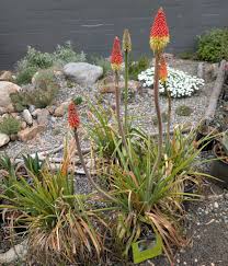 Image result for Kniphofia grantii