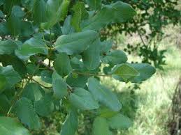 Image result for Berchemia zeyheri