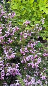 Image result for Indigofera kirkii