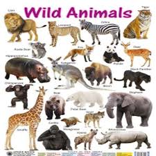 wild animals charts