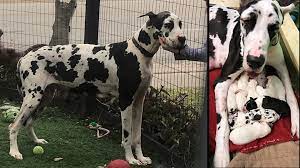 Great dane puppies available for sale in houston, tx from top breeders and individuals. Great Dane In Houston Gives Birth To 9 Puppies On Valentine S Day Khou Com