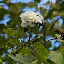 Image result for Cordia africana
