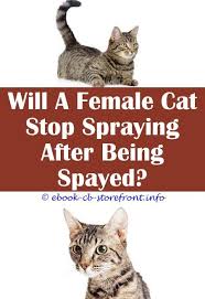 Whether a cat is likely to spray is different question. 14 Daunting Cat Spray House Admirable
