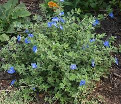 Image result for Evolvulus