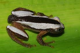 Image result for Afrosolen setifolius