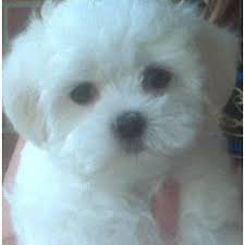 This handy website searches for maltipoo rescues all over the u.s. 11 Puppy Love Ideas Puppies Maltipoo Puppy Cute Animals