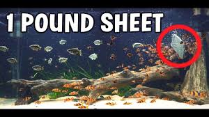 Feeding 1 Pound Of Brine Shrimp To Massive Aquarium Youtube