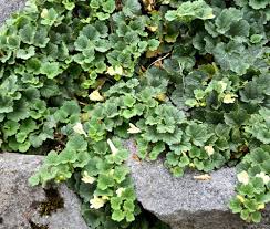 Image result for Galenia procumbens