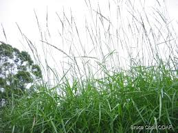 Image result for Acroceras