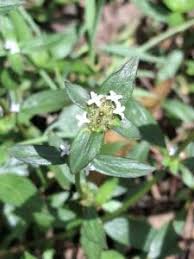 Image result for Spermacoce congensis