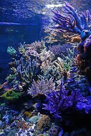 Getting Your Corals To Grow Has Never Been Easier Check Out This Latest Break Through In Led Lights Beautiful Sea Creatures Underwater Painting Reef Tank