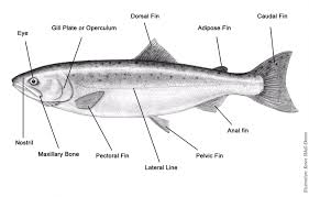 Great Lakes Trout And Salmon Identification What Anglers