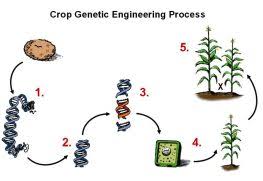 Genetically modified crops are real, and are here to stay, representing a powerful leap in human control of the environment. Making A Genetically Engineered Crop Cropwatch