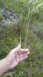 Image result for Elionurus tripsacoides