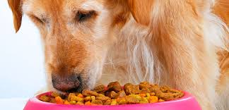 It could be as puppies when they. Food Guarding Aspca