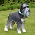 Miniature Schnauzer Puppies for Sale | Greenfield Puppies