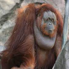 Jackson Zoo On Instagram Looks Like Kimmie Has Something On Her Mind Orangutan Great Ape Zoo