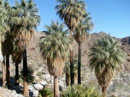 Feuilles un peu costapalmées, à particularité de l'espèce washingtonia robusta : Washingtonia Filifera Plantation Et Culture De Ce Palmier Rustique