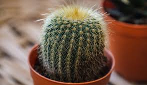 ক্যাকটাস গাছের প্রকারভেদ