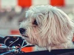 Don't use a razor to shave your maltese dog because it will be painful and the hair that grows back will be curly and matted. It Is Time For A Hair Cut For Your Maltese
