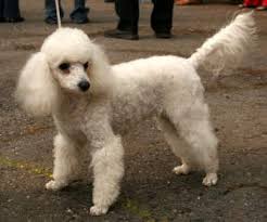 Poodle Tail Docking Allpoodleinfo Center