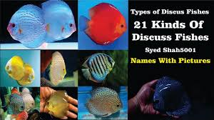 Types Of Discus Fish Best Discus Fish Varieties 21 Types Discus Fish Names