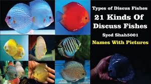 types of discus fish best discus fish varieties 21 types discus fish names